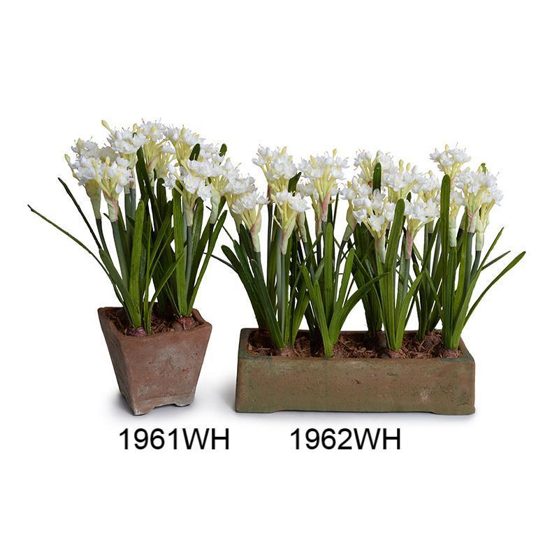 Paperwhite Narcissus