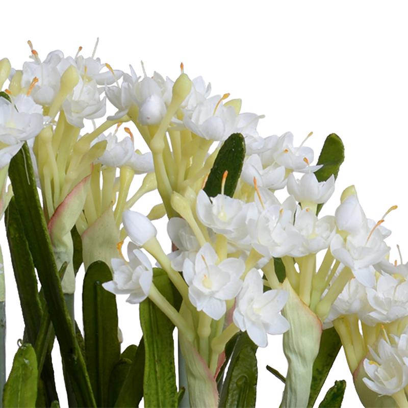 Paperwhite Narcissus