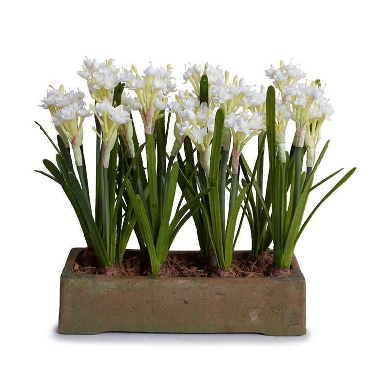 Paperwhite Narcissus