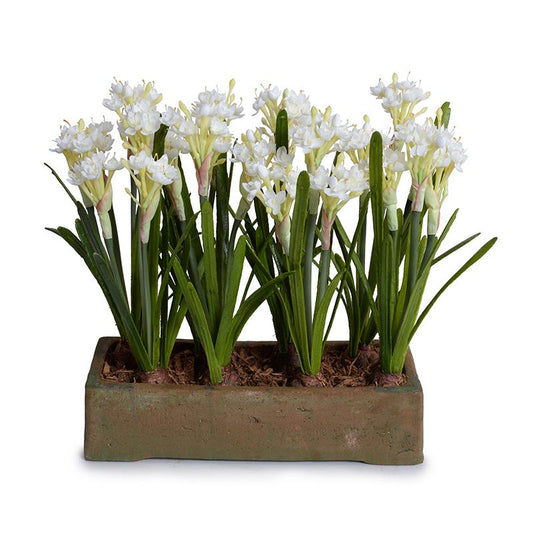 Paperwhite Narcissus