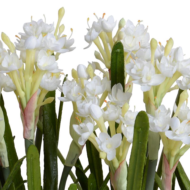 Paperwhite Narcissus