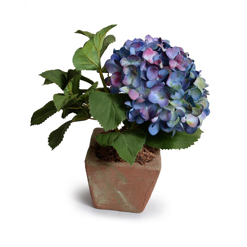 Hydrangea Plant