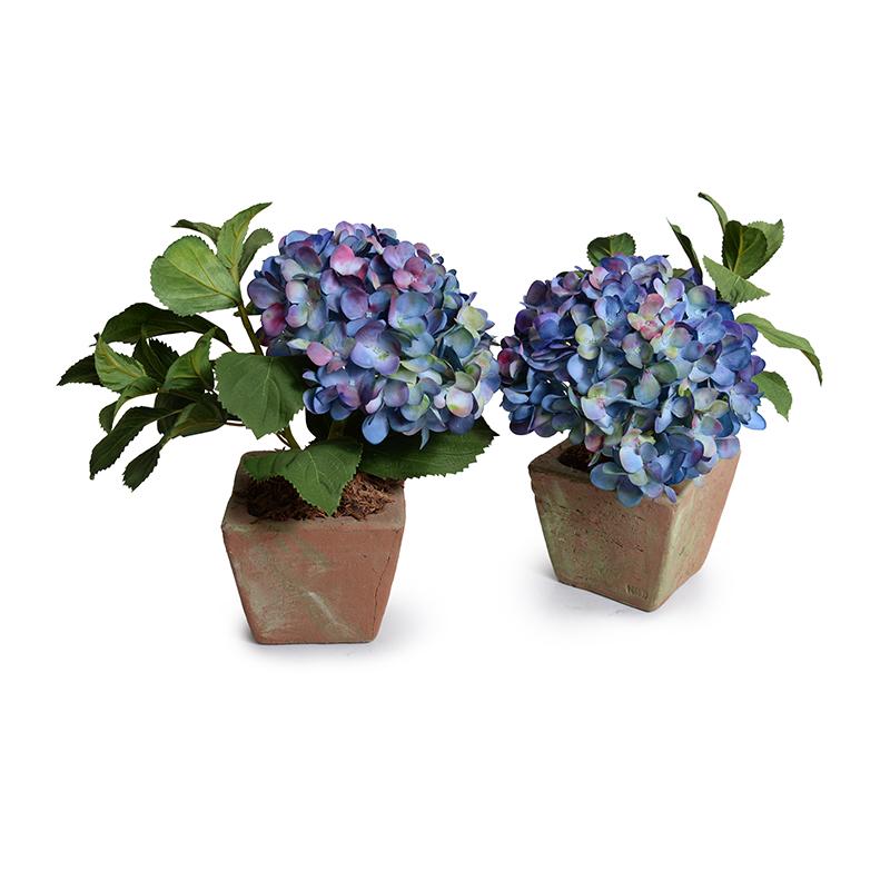 Hydrangea Plant