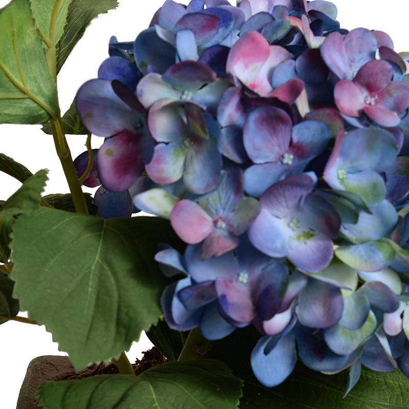 Hydrangea Plant