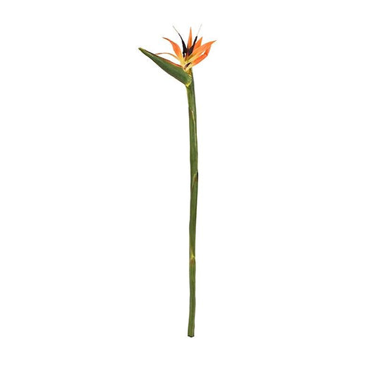 Bird of Paradise - New Growth Designs