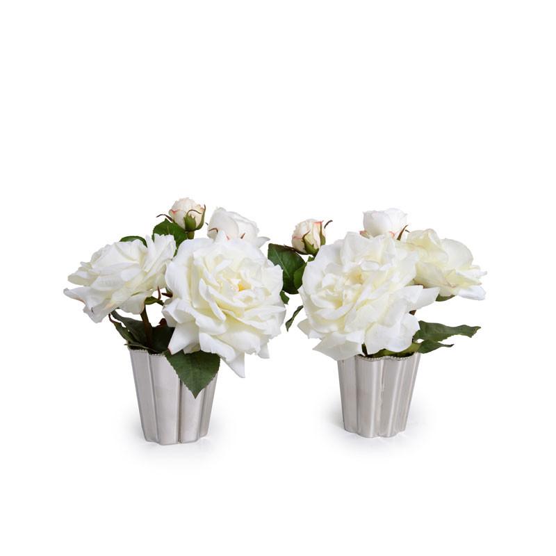 White Roses