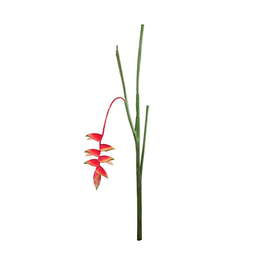 Heliconia Stem - New Growth Designs