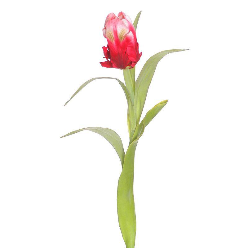Tulip Stem, Red-white