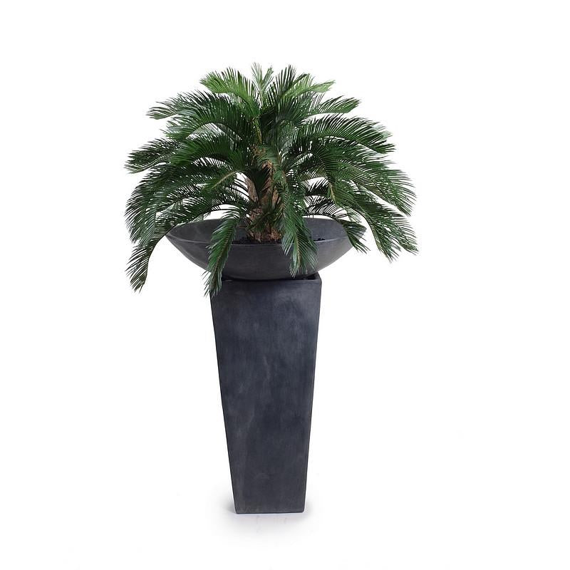 Cycas Palm - New Growth Designs
