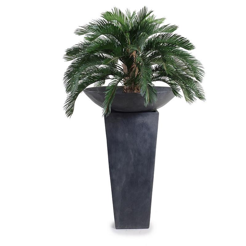 Cycas Palm - New Growth Designs