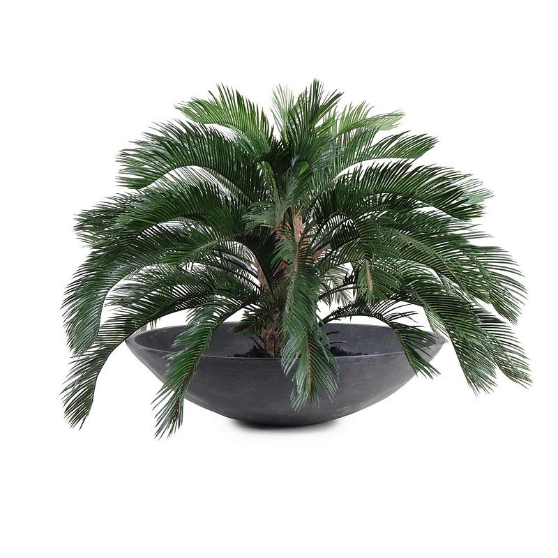 Cycas Palm - New Growth Designs