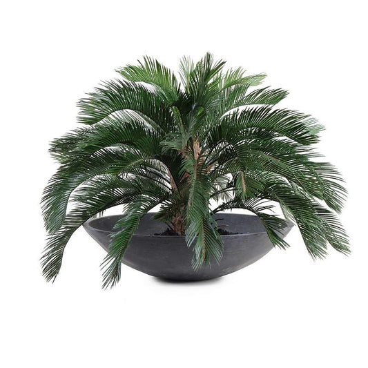Cycas Palm - New Growth Designs