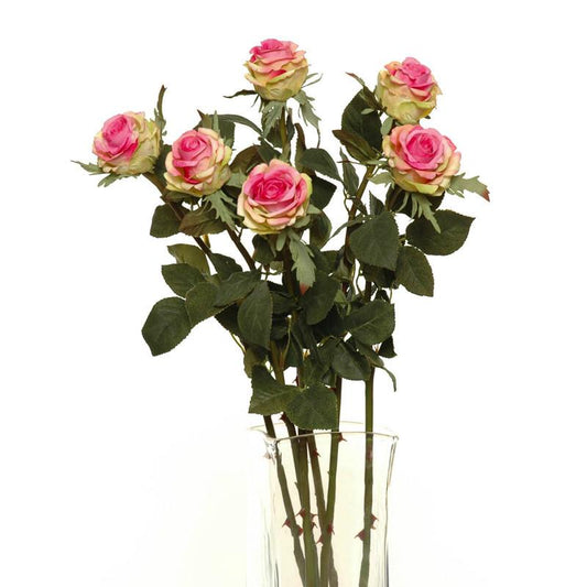 Rose Stem, Pink-green