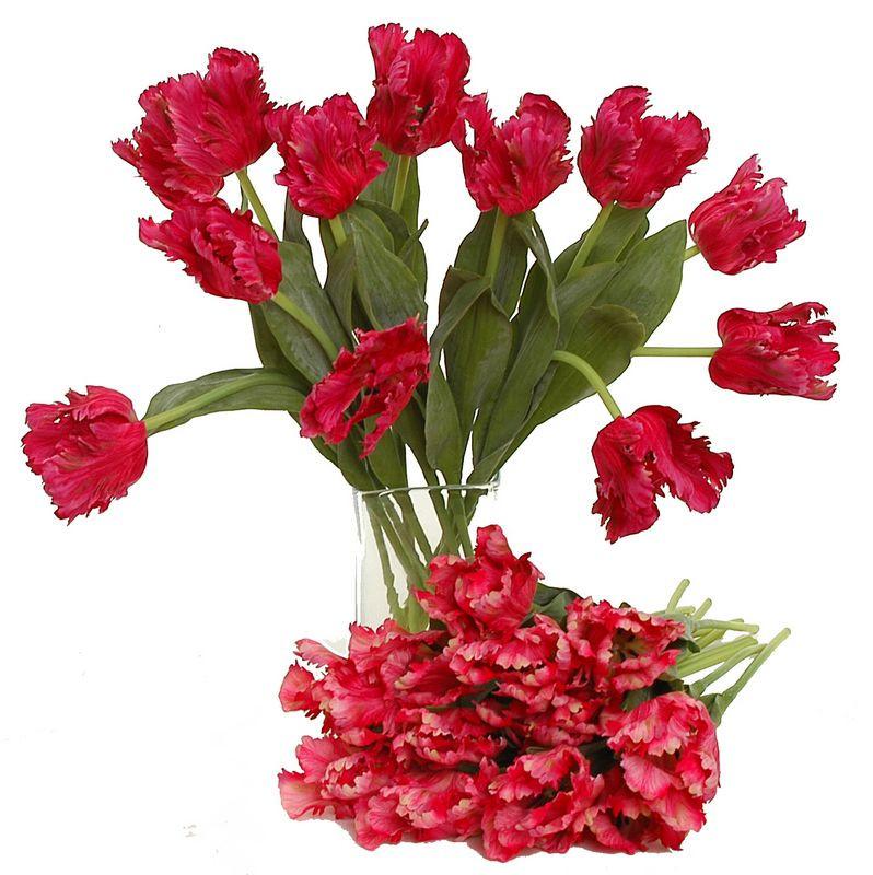 Tulip Stem, Parrot, Fuchsia