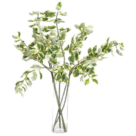 Euonymus Variegated Spray - New Growth Designs