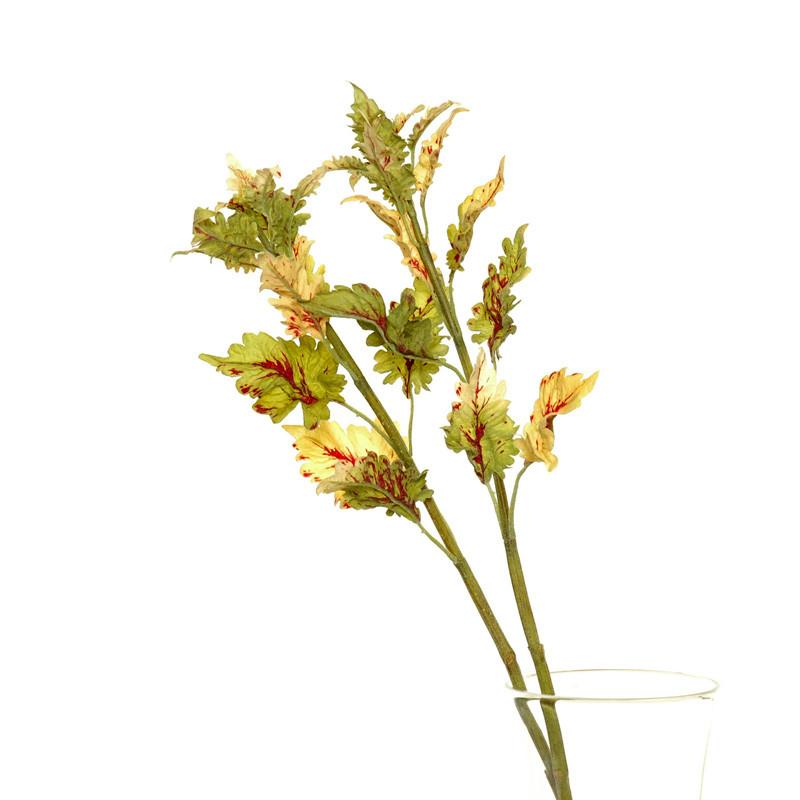 Coleus Stem - New Growth Designs