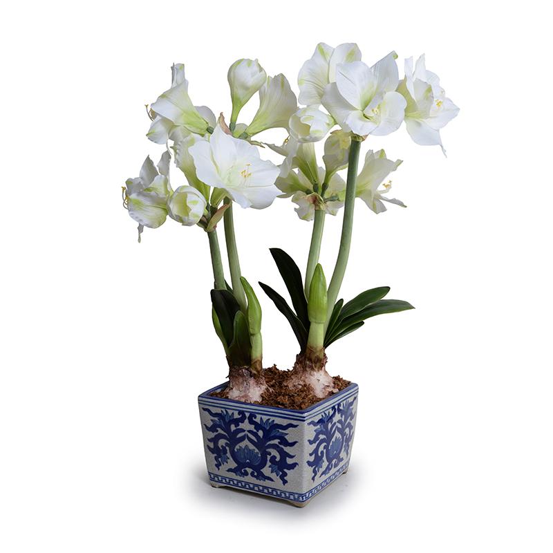 Amaryllis in Blue and White China Vase