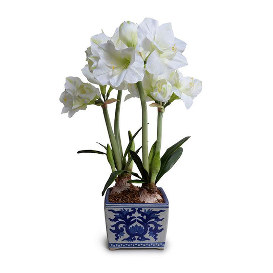 Amaryllis in Blue and White China Vase