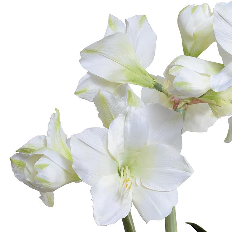 Amaryllis in Blue and White China Vase