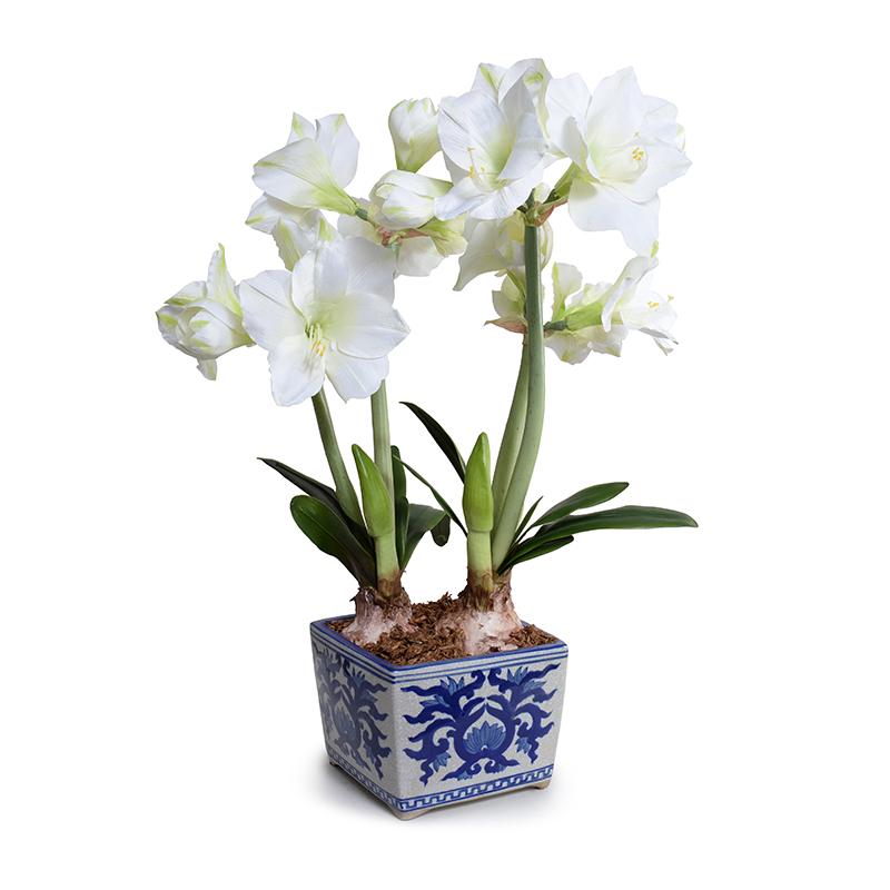 Amaryllis in Blue and White China Vase