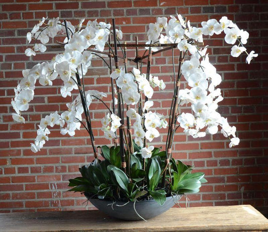 Phalaenopsis Orchid