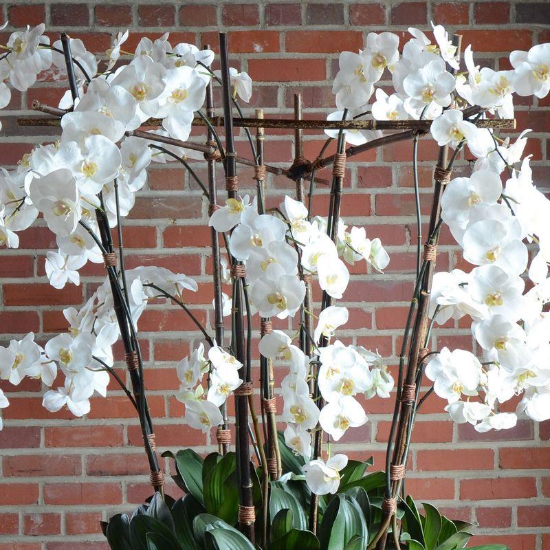 Phalaenopsis Orchid
