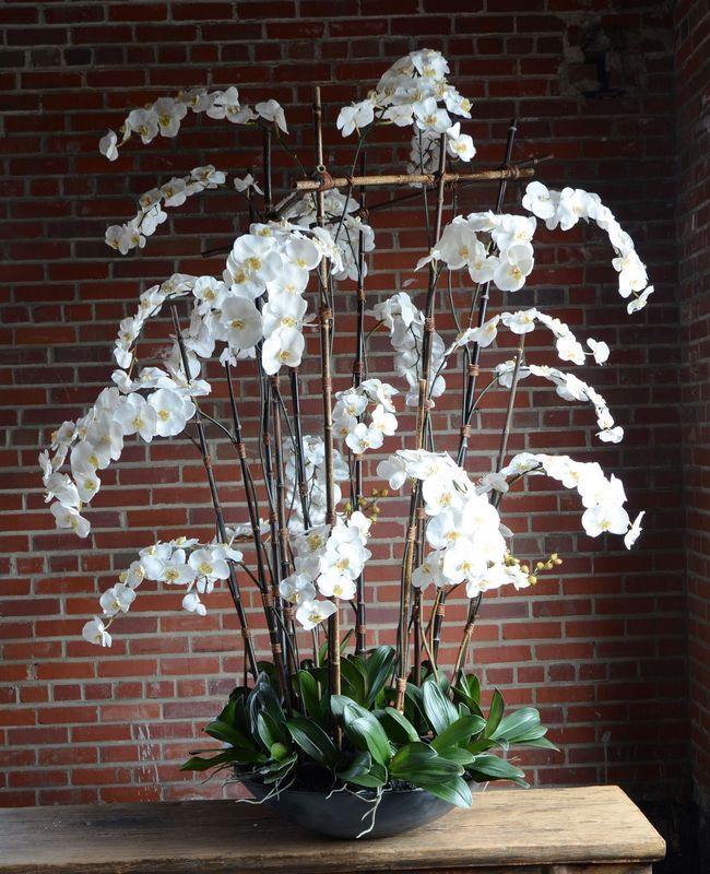 Phalaenopsis Orchid