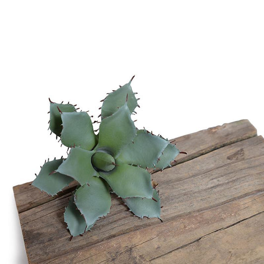 Agave Parrasanna Succulent Pick