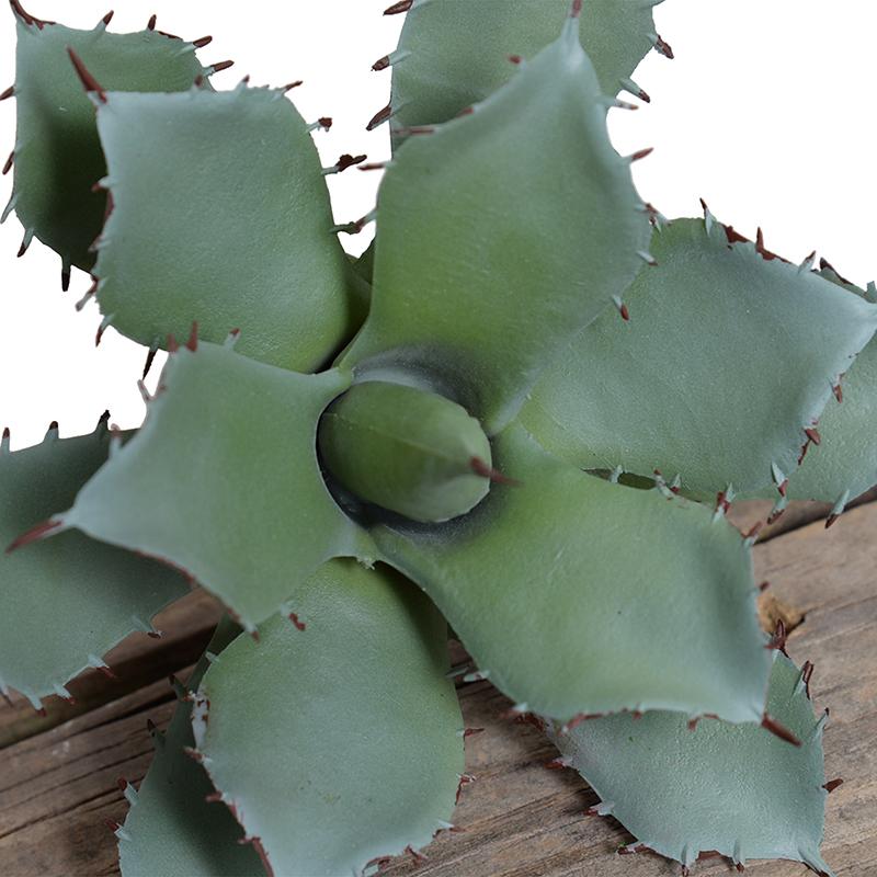 Agave Parrasanna Succulent Pick