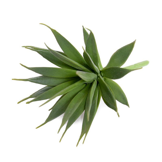 Agave Albomarginat Succulent Pick