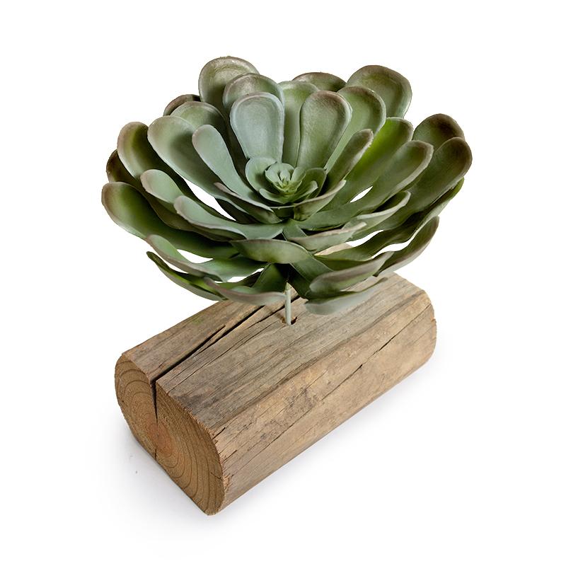 Aeonium Succulent Pick