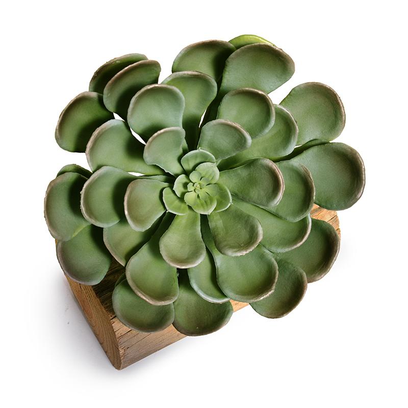 Aeonium Succulent Pick