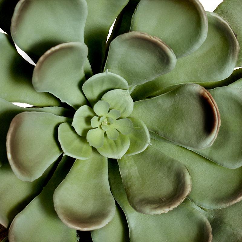 Aeonium Succulent Pick