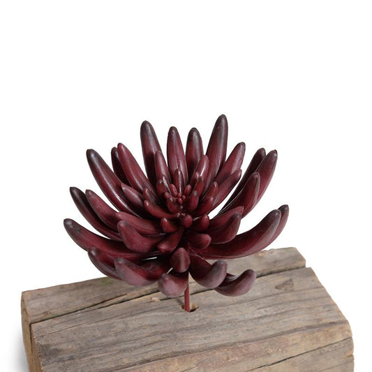 Burgundy Succulent Pick