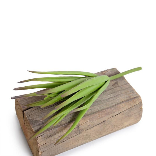 Aloe Succulent Pick