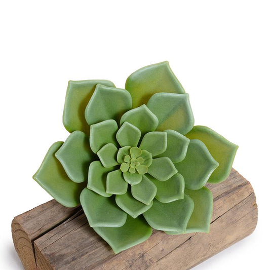 Echeveria Succulent Pick