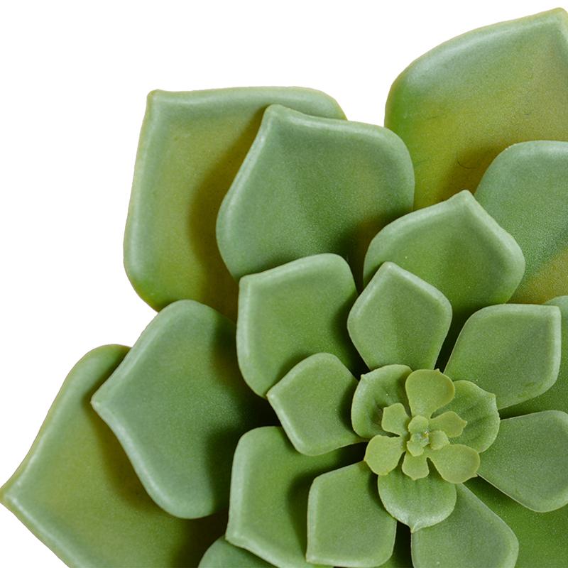 Echeveria Succulent Pick