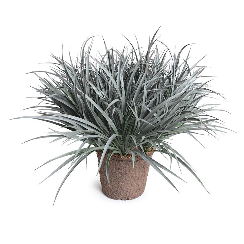 Enduraleaf Grass in 8" Pot