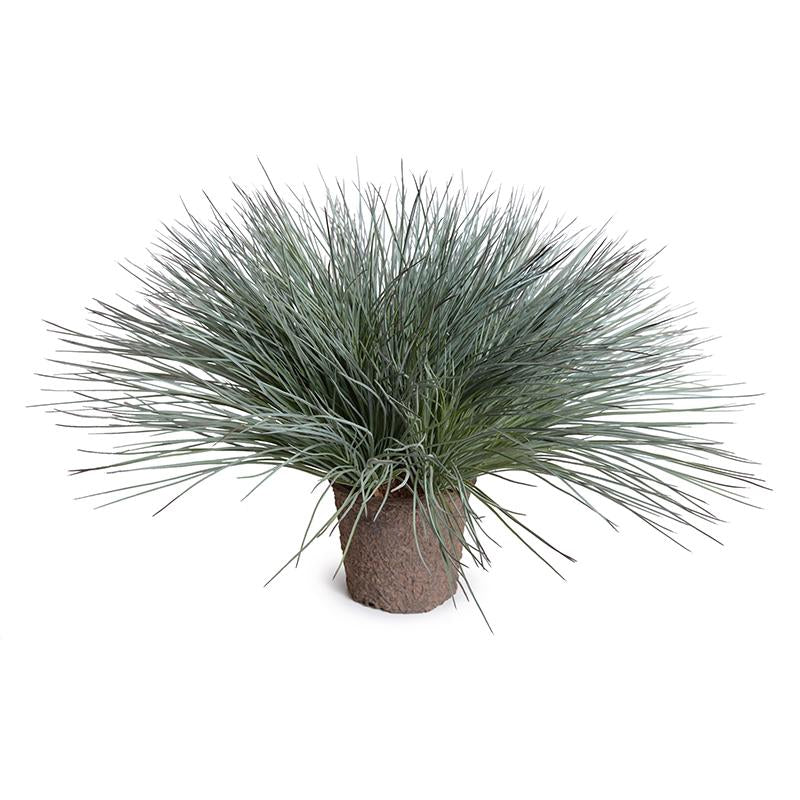 Onion Grass in 7" Pot