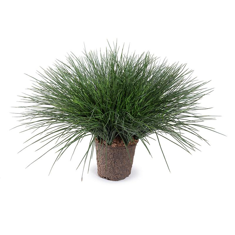 Onion Grass in 7" Pot