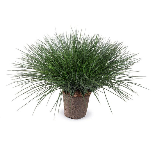 Onion Grass in 7" Pot