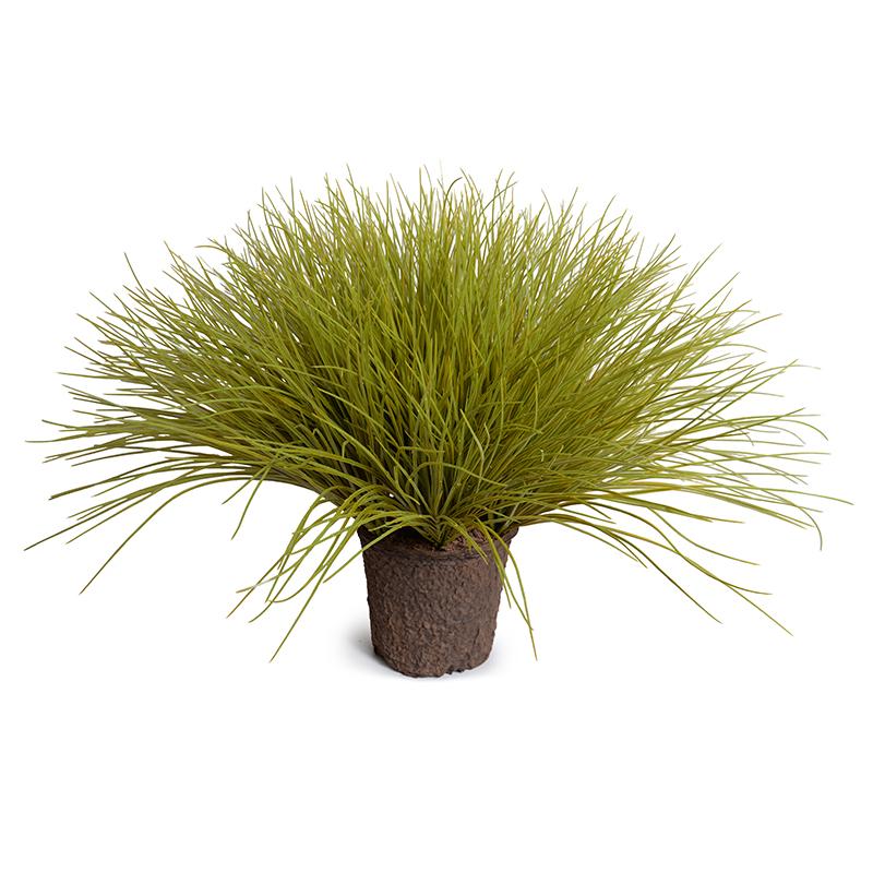 Enduraleaf Onion Grass in 7" Pot