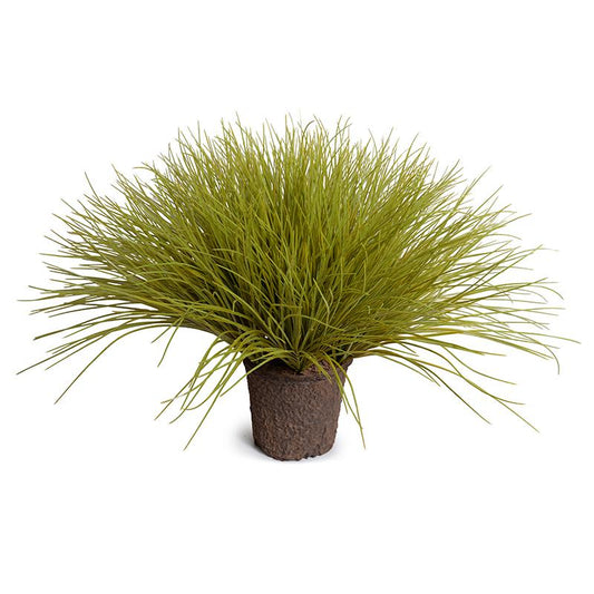 Enduraleaf Onion Grass in 7" Pot