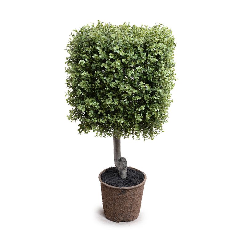 Boxwood Cube Topiary