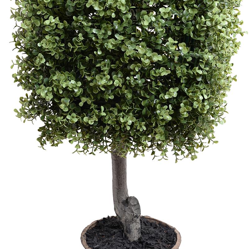 Boxwood Cube Topiary