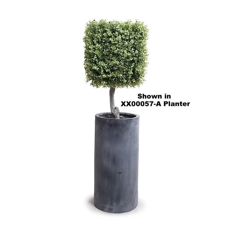 Boxwood Cube Topiary