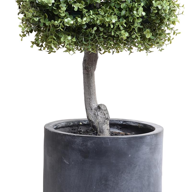 Boxwood Cube Topiary