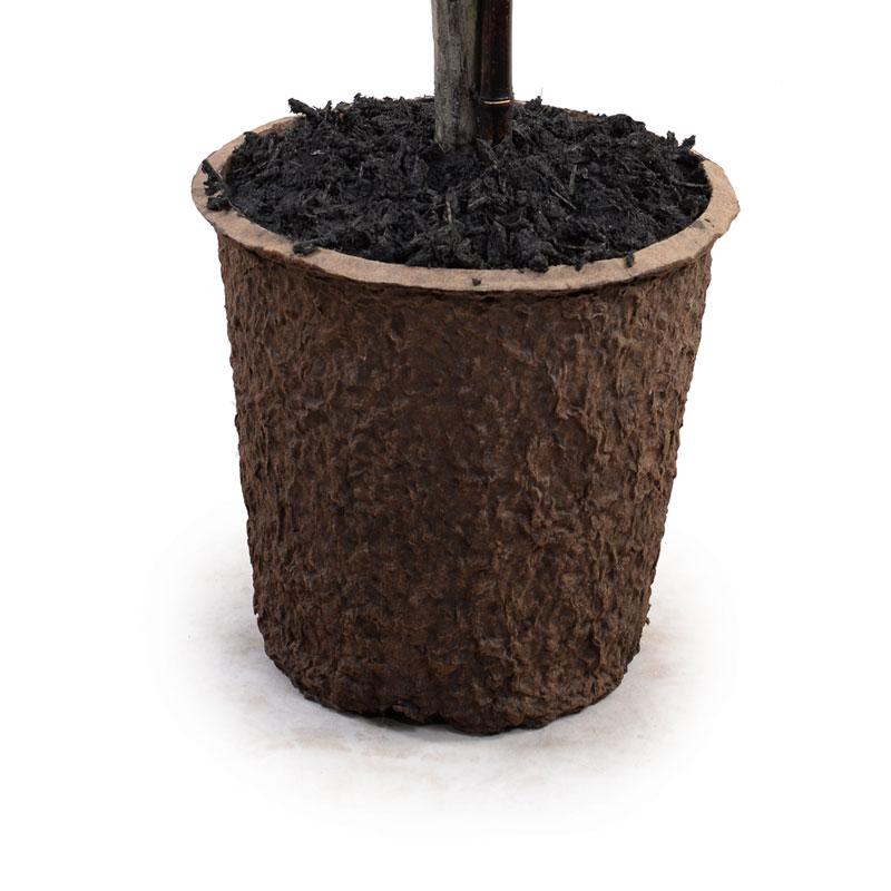 11" Boxwood Ball Topiary - New Growth Designs