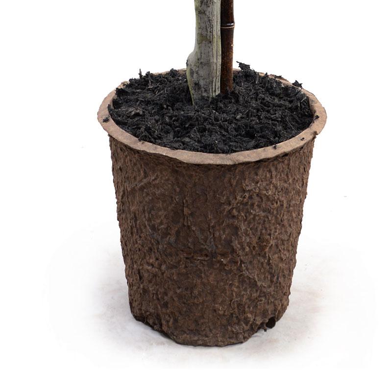 11" Boxwood Double Ball Topiary - New Growth Designs