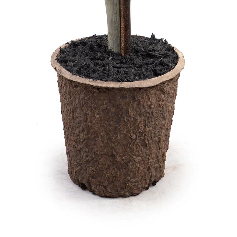 15" Boxwood Ball Topiary - New Growth Designs